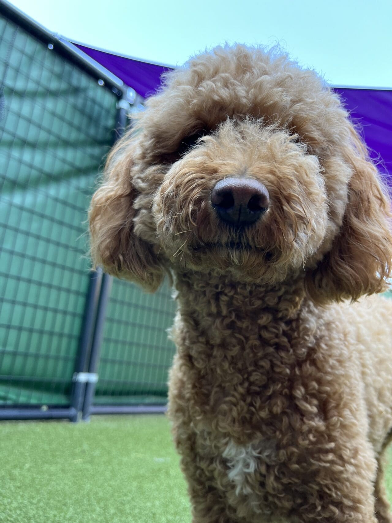 Easing Anxiety in Boarding Dogs Pinnacle Pets