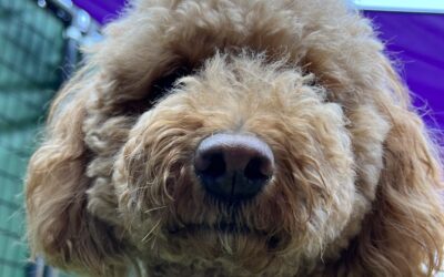 Considerations For Grooming Your Dog