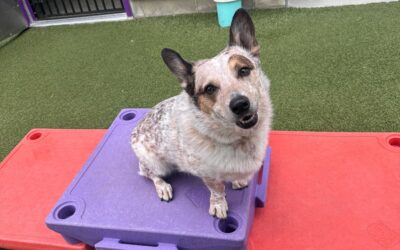 The ABCs of Pet First Aid