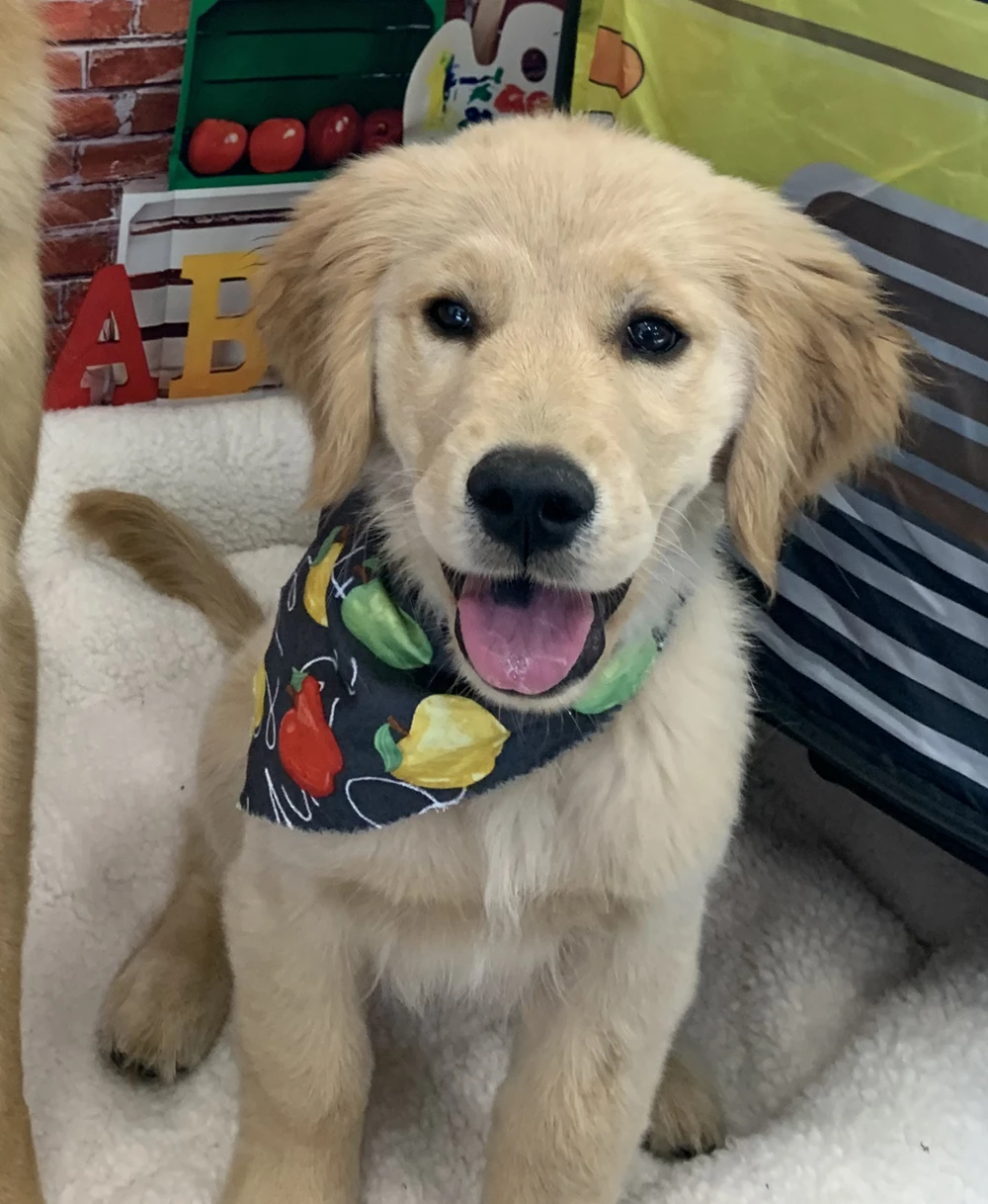 puppy Puppy