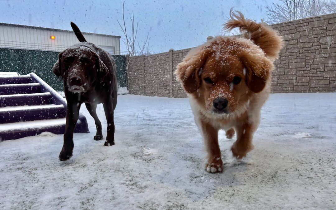 Winter Weather Dog Doldrums