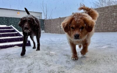 Winter Weather Dog Doldrums