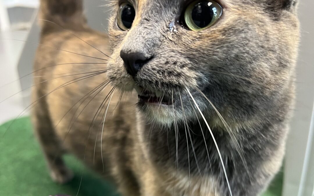 8 Ways to Help Your Cat Live Longer